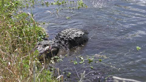 alligator jumps after fish in a lake