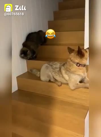 Funniest Animals - Best Of The 2021 Funny Animal Videos #2 Super Funny Dog Videos