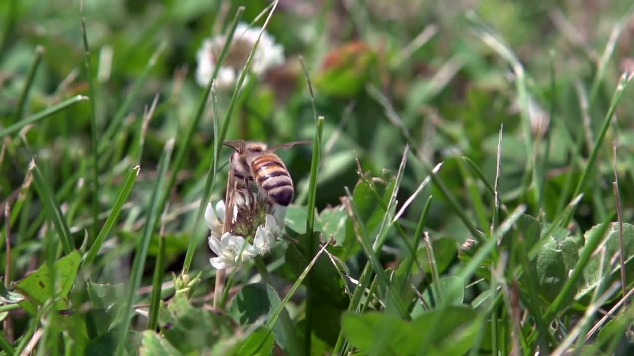 Bee on flower takes off in slow motion