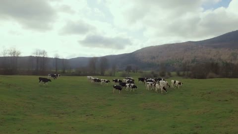 Cows In A Field