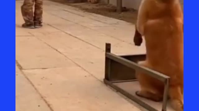 Indian Army Dog Training