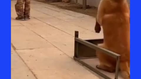 Indian Army Dog Training
