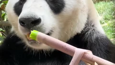 Kungfu Panda