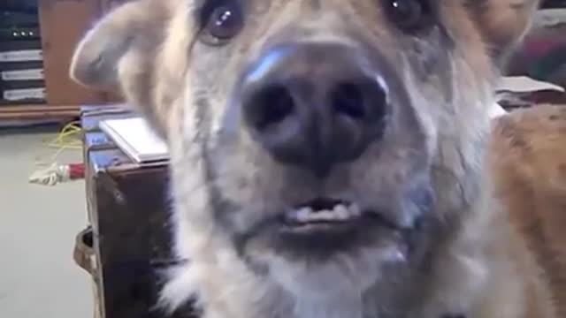 Funny Dog Talking