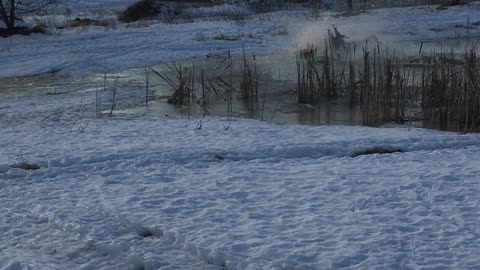 Snowmobiling Across Thin Ice