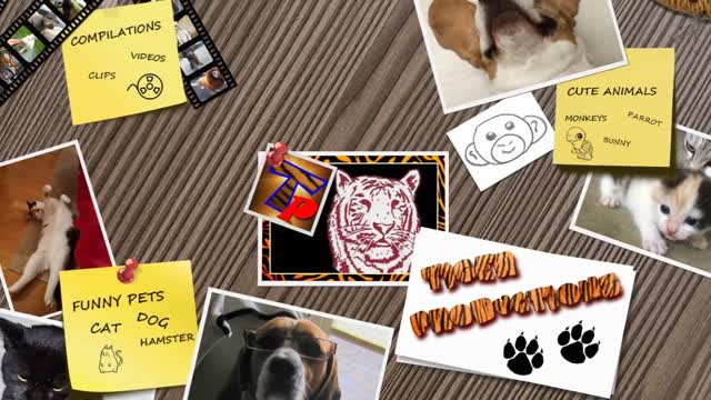 Funny with animal world