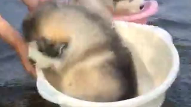 Dogs Play On Water so Cute and Funny video 😂😂😂