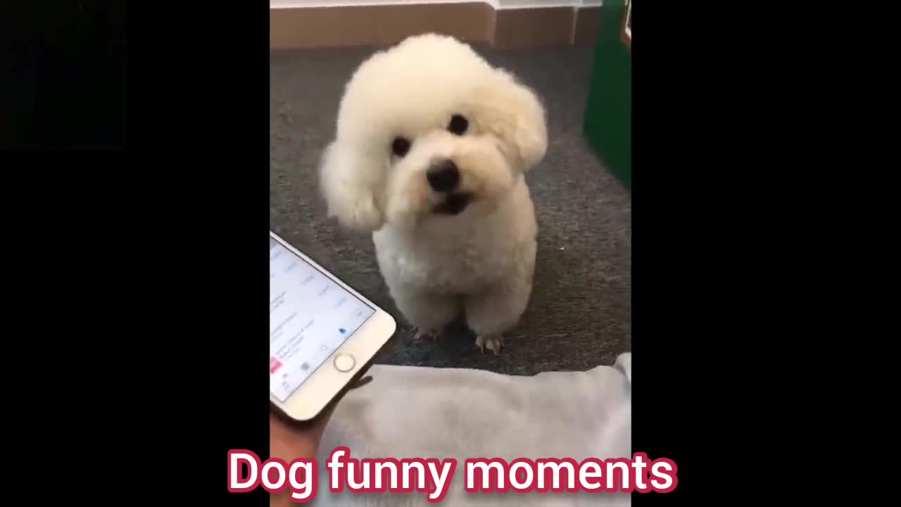 funny moments of dogs🐶🐕