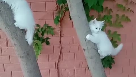 Beautiful white cat's