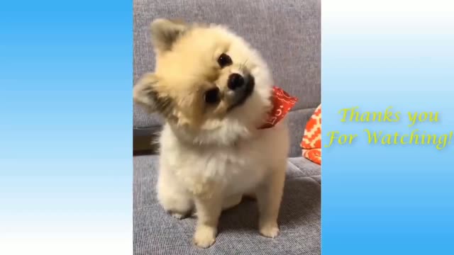 Cute puppy dancing like a pro