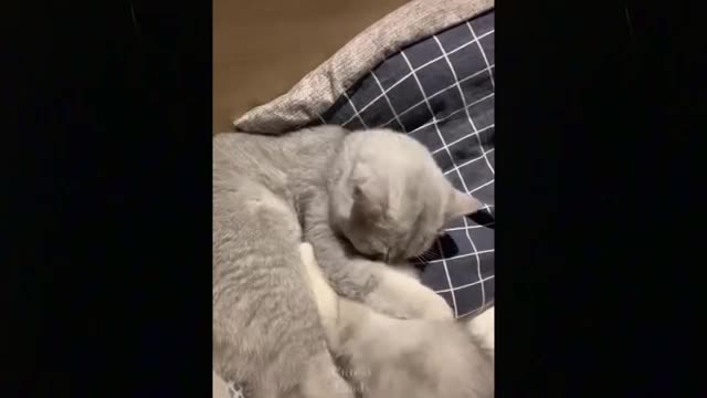 Do whatever it takes Not To Laugh To These Pets Compilation#7