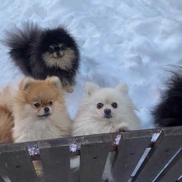 Puppies in the Snow Enjoying