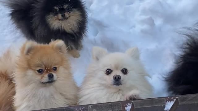 Puppies in the Snow Enjoying