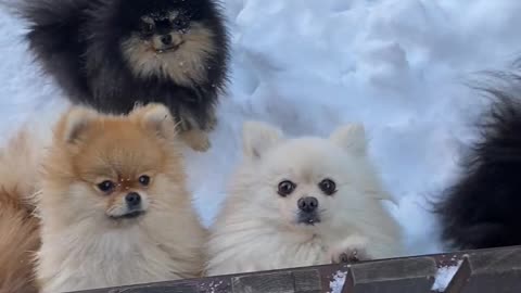 Puppies in the Snow Enjoying