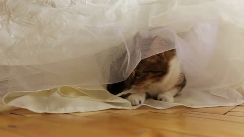 Bride with her beloved cat on your wedding day
