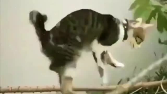Super cute animals