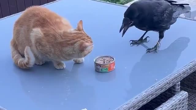 Cat Vs Crow And Dog Cute Fight