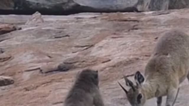 Baboons and baby buck