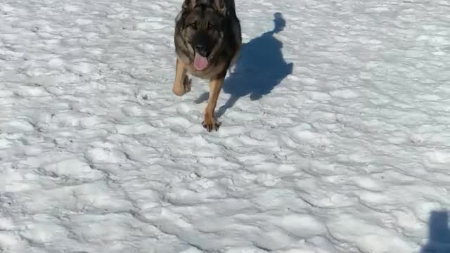 German Shepherd Dog Running in Slow Motion