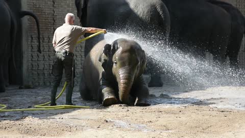 Baby elephant