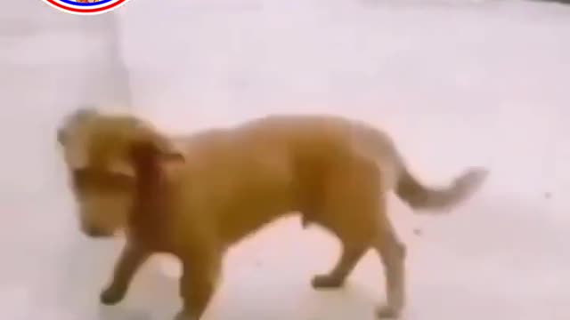 Dog Vs Duck || the Puppy Almost die || Try Not To Laugh