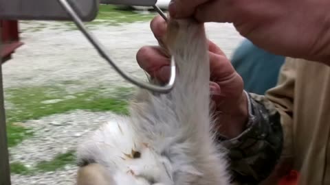 Hanging Rabbit on Hooks