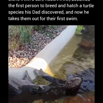 ROBERT IRWIN SUCCESSFULLY BRED A RARE TURTLE SPECIES