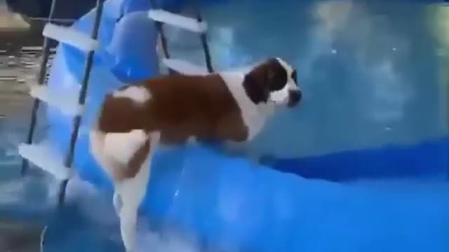 You Will Not Believe What This Dog Did./ Funny Videos 2021