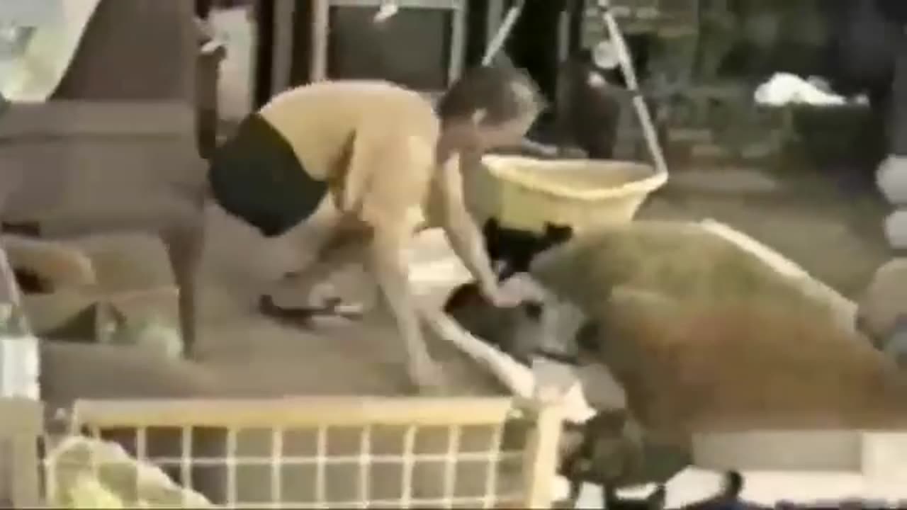cat funny video
