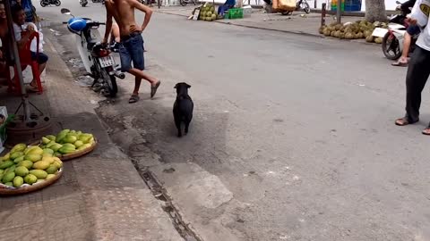 Smart dog helps disabled father sell lottery tickets