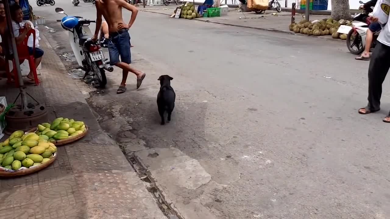 Smart dog helps disabled father sell lottery tickets