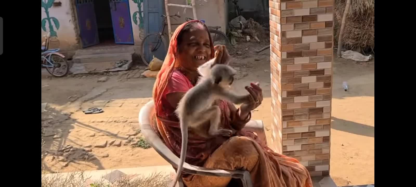 Chulbuli monkey