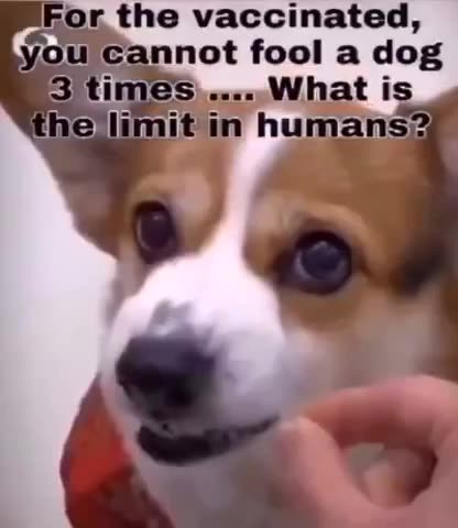 Dear Vaccinated, You can not fool a dog a few times - What's the limit in humans?
