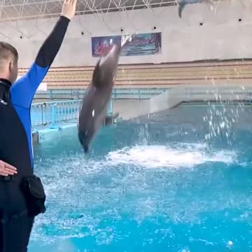 Dolphin dance