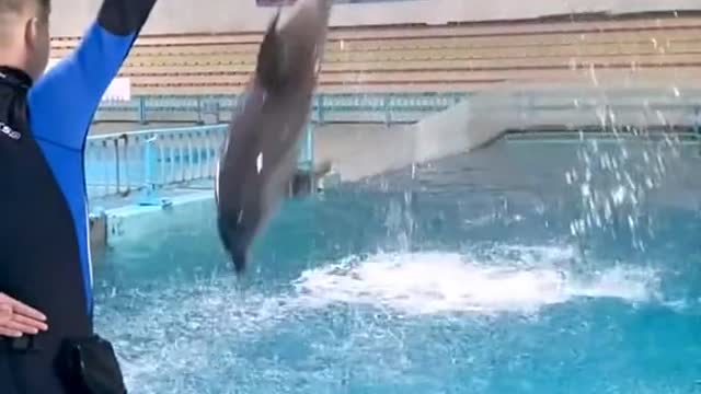 Dolphin dance