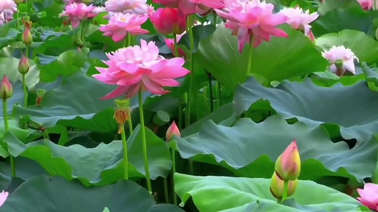 Beautiful flowers