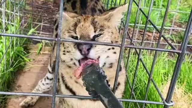 Rasta and safari were so gentle taking the food - another feeding video