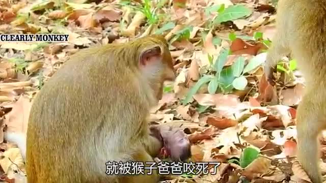 poor monkey