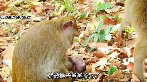 poor monkey