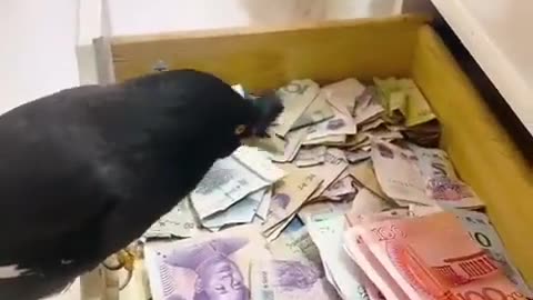 Genius Bird help out has owner