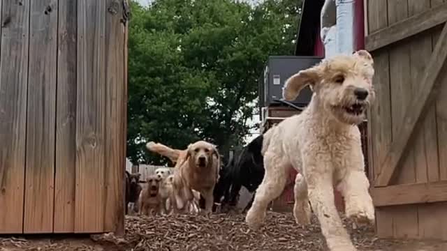 Dog Invasion! DO NOT CLICK!! 😱😱