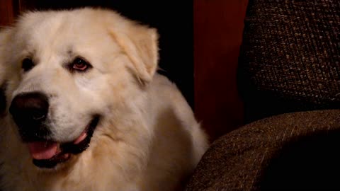 SLEEPY GIANT PYRENEES