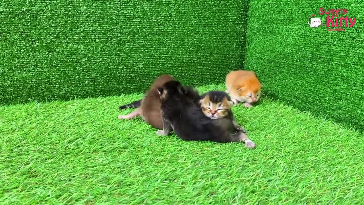 Cat Family's posted a video to playlist cute cats 2021.