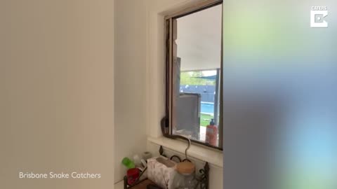 Women finds a snake climbing her window