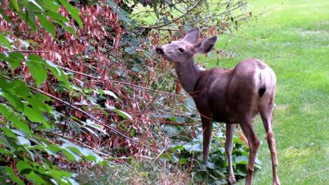 Two deers