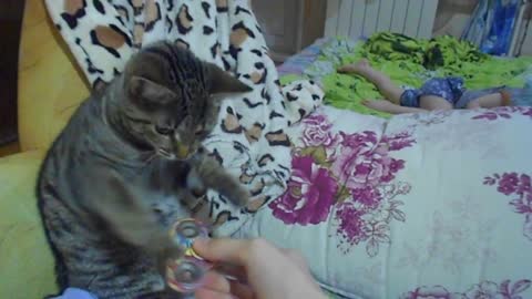 the cat plays with a spinner