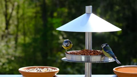 Beautiful birds eating time