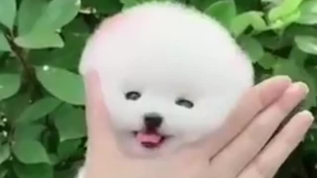 Cute lovely baby dog