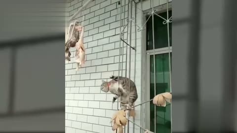 Os gatos mais sem noção qui você vai ver hoje 🤣🤣