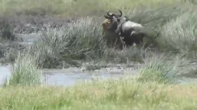 The Cunning Lion waits for the wildebeest at the water shed